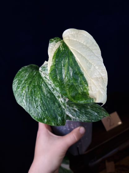 Amydrium Medium Variegata