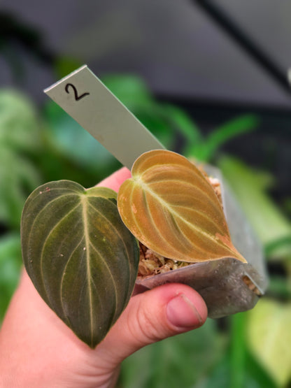 Philodendron Melanochrysum Variegata
