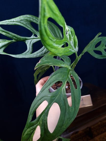 Monstera Adansonii Indonesian Marble