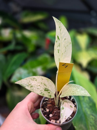 Epipremnum Pinnatum Cebu Blue Variegata
