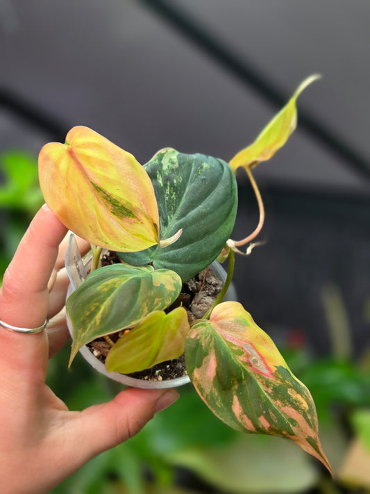 Philodendron Micans Variegata Medium