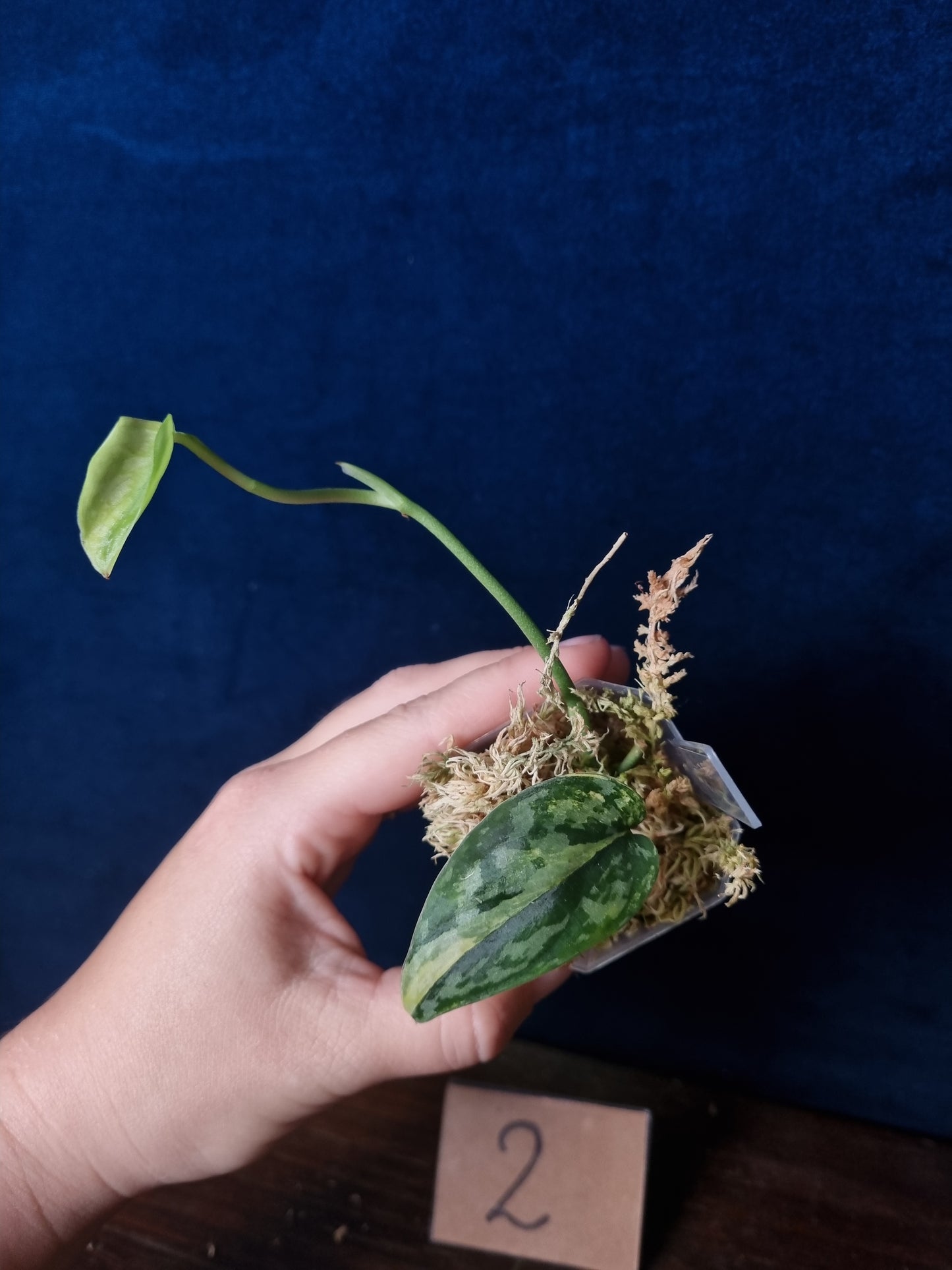 Scindapsus Apolaki